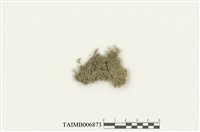 藏品(裂帽苔屬)的圖片